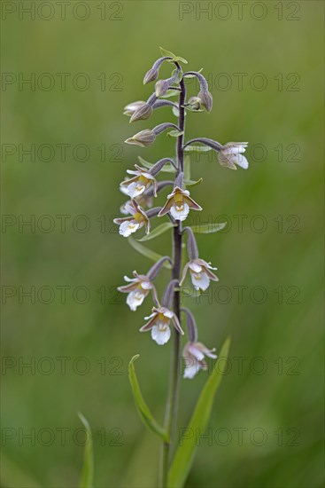 Marsh Helleborine (Epipactis palustris)