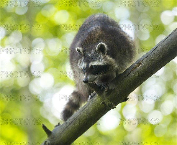 North American Raccoon (Procyon lotor)