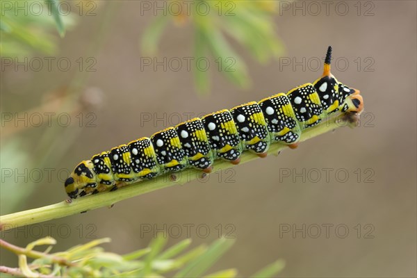 Caterpillar of the Spurge Hawk-moth (Hyles euphorbiae) feeding on its food plant Cypress Spurge (Euphorbia cyparissias)