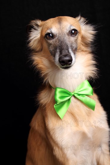 Silken Windsprite with green bow