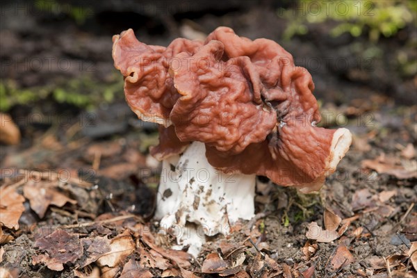 Brown False Morel (Gyromitra fastigiata)