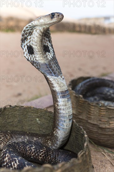 Indian Cobra