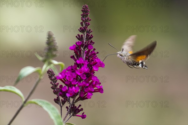 Hummingbird hawk-moth (Macroglossum stellatarum)