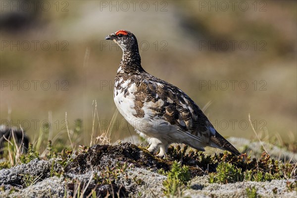 Ptarmigan (Lagopus)