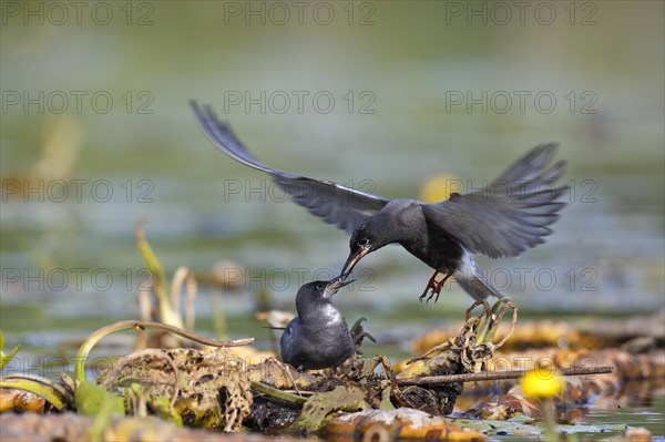 Black tern (Chlidonias niger)