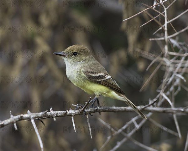 Galapagos Flycatcher or Large-billed Flycatcher (Myiarchus magnirostris)