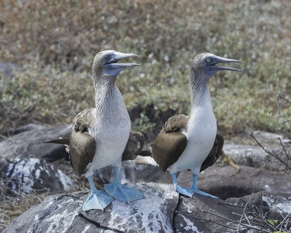 Blue-footed Boobies (Sula nebouxii)