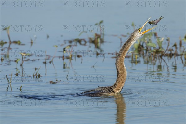 Oriental Darter (Anhinga melanogaster)