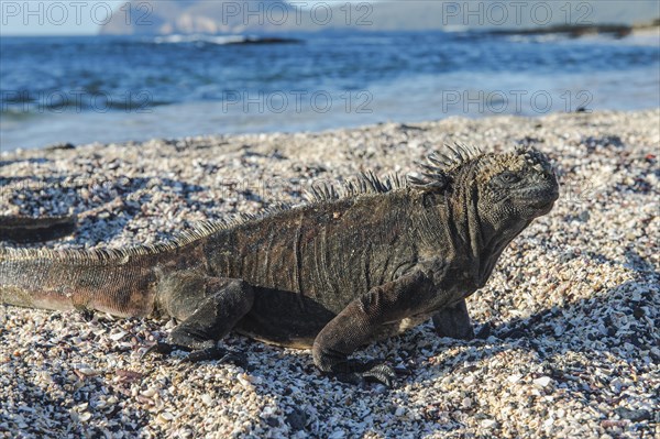 Marine Iguana (Amblyrhynchus cristatus)