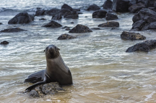 Galapagos Sea Lions (Zalophus wollebaeki)