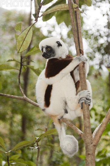 Coquerel's Sifaka or Crowned Sifaka (Propithecus coquereli)