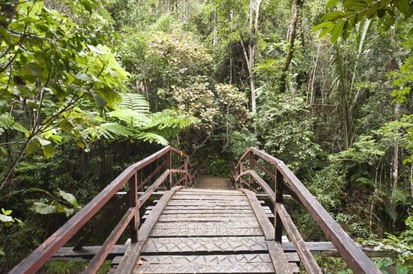 Wooden bridge leading into the dense jungle