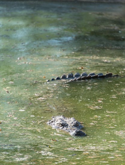 Nile Crocodile (Crocodylus niloticus)