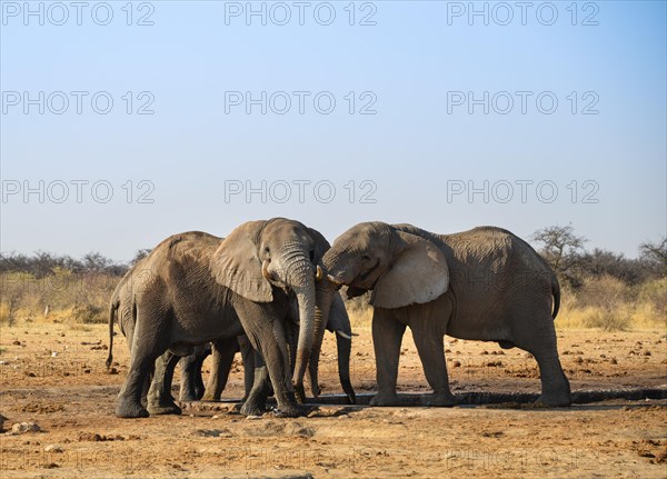 Two elephants playfully fighting