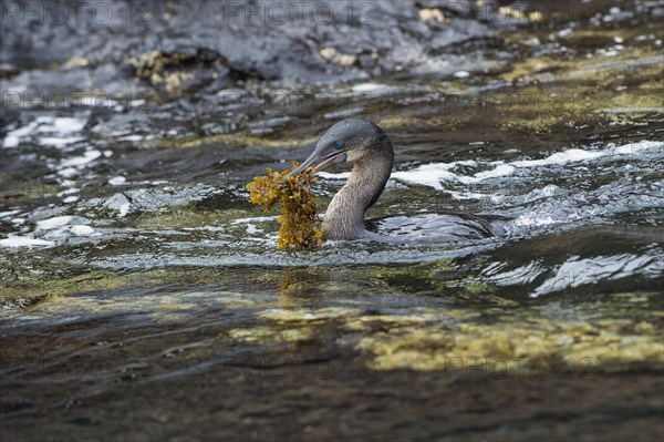 Flightless Cormorant (Phalacrocorax harrisi) carrying nesting material