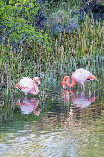 Pair of Greater Flamingos or American Flamingos (Phoenicopterus ruber)