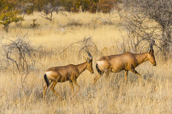 Red hartebeest