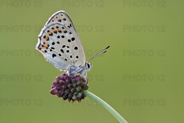 Sooty Copper (Lycaena tityrus) on Great Burnet (Sanguisorba officinalis)