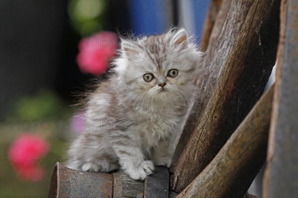 Young Persian cat