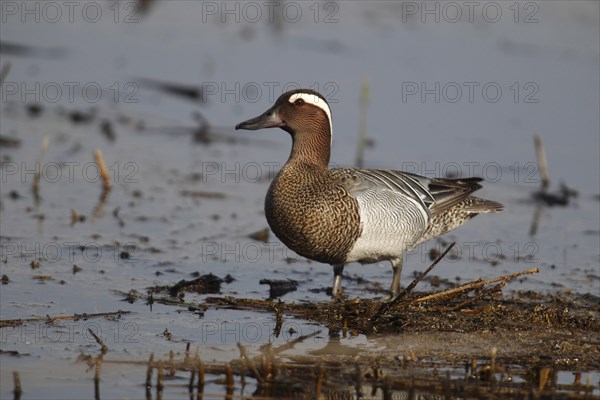 Garganey (Anas querquedula)