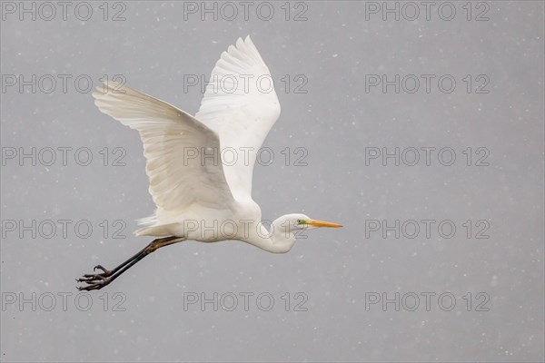 Great Egret or Great White Heron (Ardea alba) in flight