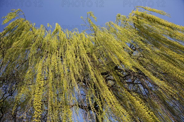 Weeping Willow (Salix babylonica)