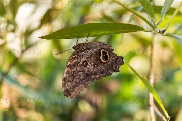 Forest Giant Owl (Caligo eurilochus)