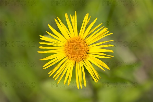 Downy Elecampane (Inula hirta) flower