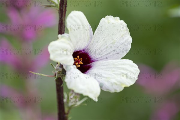 Roselle (Hibiscus sabdariffa)