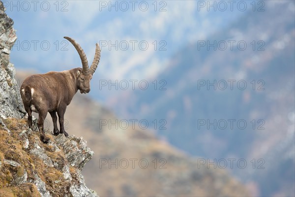 Alpine Ibex (Capra ibex)