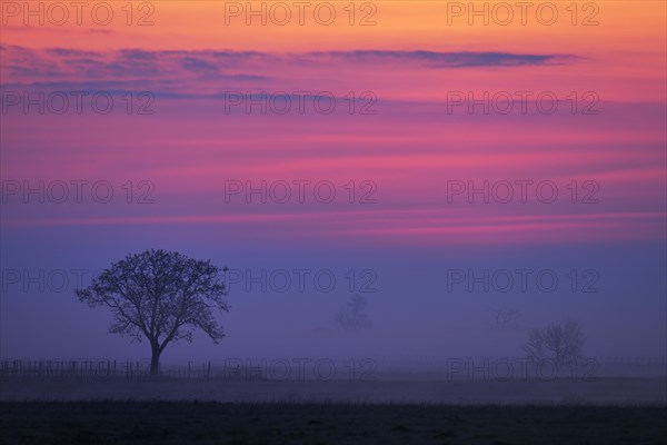 Tree in the fog