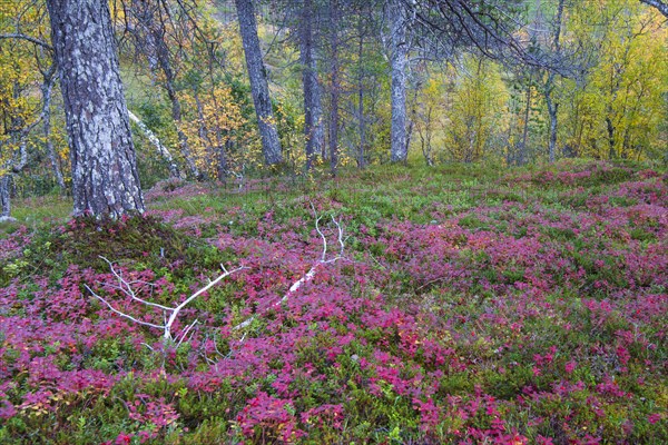 Forest floor in autumn