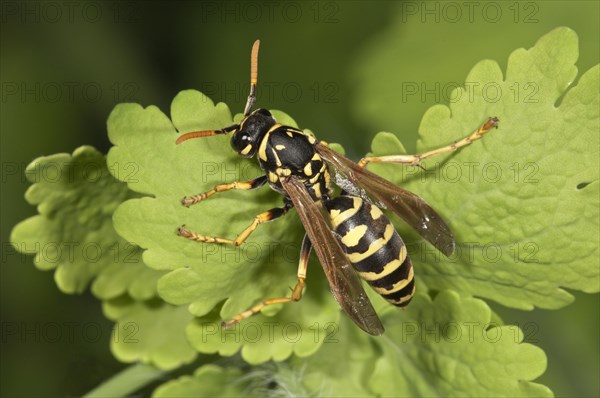 European paper wasp (Polistes dominula)