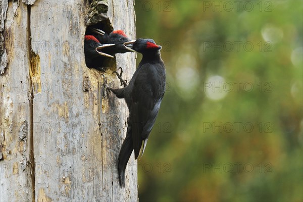 Black Woodpecker (Dryocopus martius) feeding chicks at the nest hole