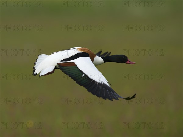 Common Shelduck (Tadorna tadorna)