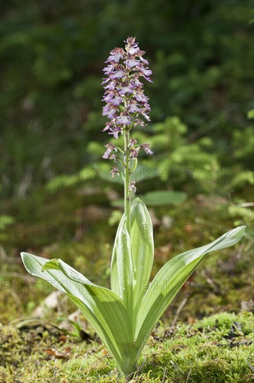 Lady Orchid (Orchis purpurea)