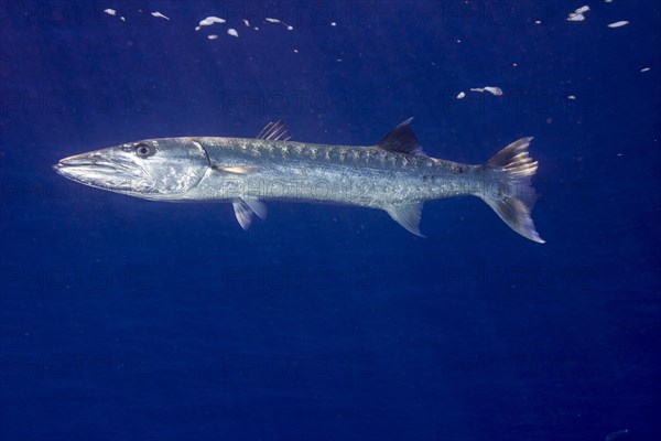 Great Barracuda (Sphyraena barracuda)