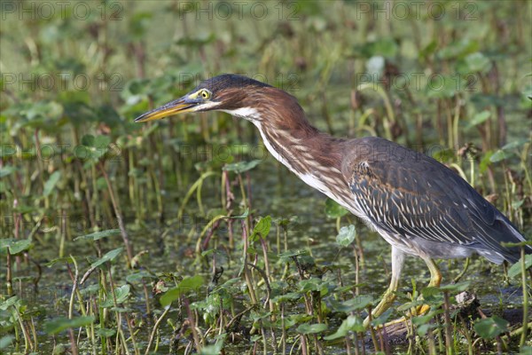 Green Heron (Butorides virescens) hunting