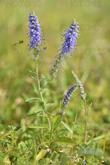 Spiked speedwell (Veronica spicata)