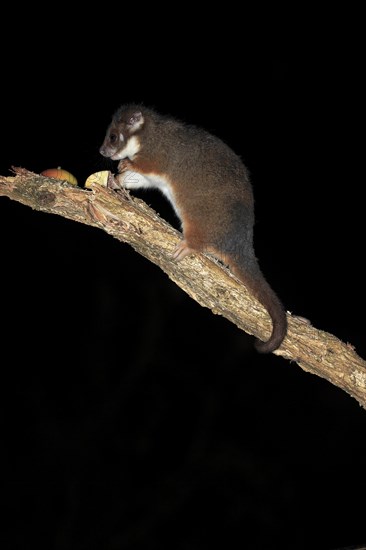 Common ringtail possum (Pseudocheirus viverrinus peregrinus)