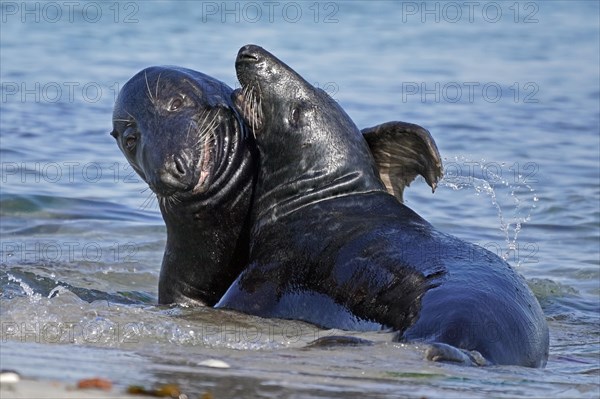 Two Grey seals (Halichoerus grypus) fighting in shallow water