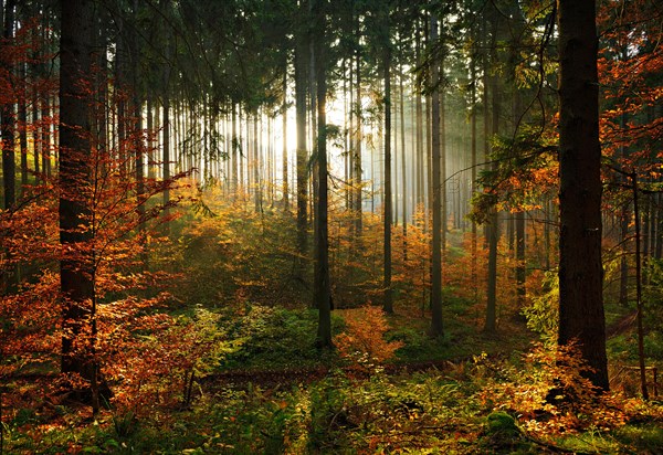 Sunny spruce forest (Picea) with beginning regeneration by beeches (Fagus) in autumn