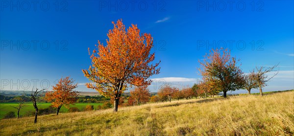 Cherry trees (Prunus) with orange leaves