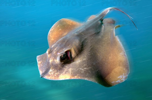 Common Stingray (Dasyatis pastinaca)