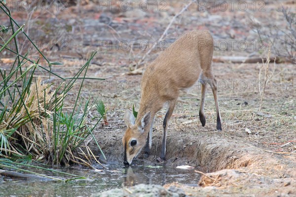 Kirk's Dik-dik (Madoqua kirkii)