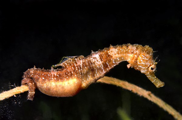 Short-snouted Seahorse (Hippocampus hippocampus)