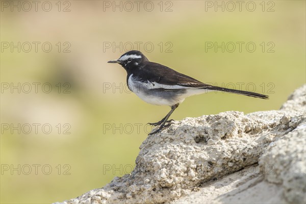 White-browed Wagtail (Motacilla maderaspatensis)