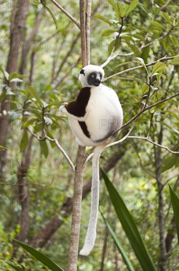 Coquerel's Sifaka or Crowned Sifaka (Propithecus coquereli)