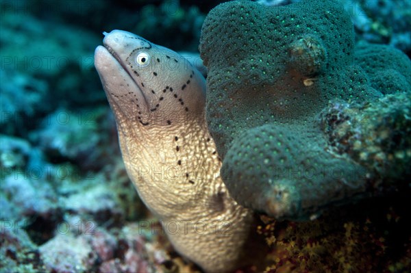 White-eyed Moray (Gymnothorax thrysoideus)