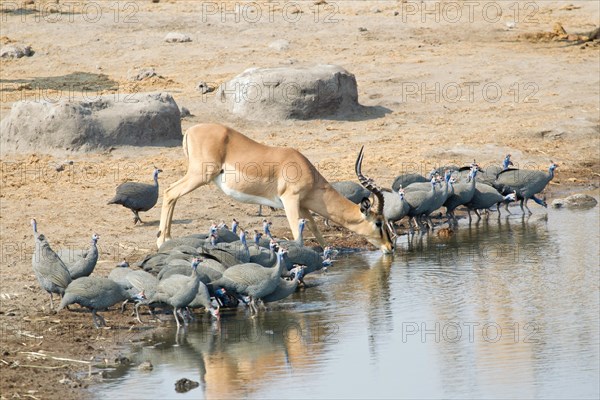 Springbok (Antidorcas marsupialis) drinking at a waterhole